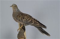 藏品(金背鳩)的圖片